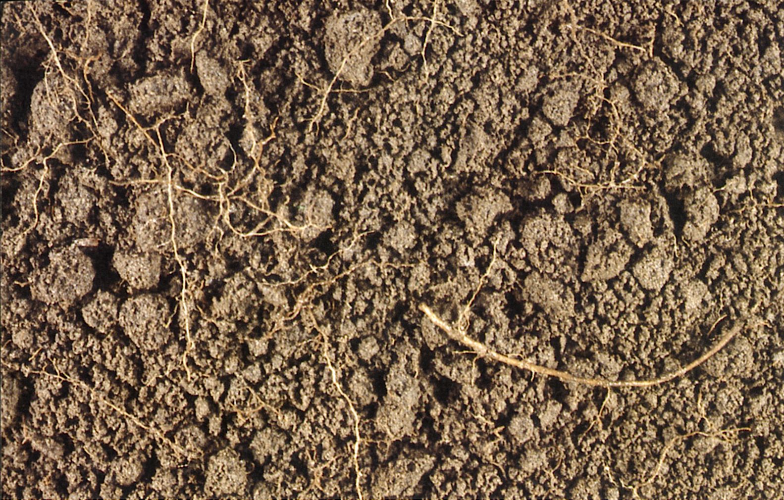 Figur 46 viser sandmuld  (af postglacial alder). Billedet viser en leret sandmuld. Grundmaterialet er her senglacialt, leret sand. 